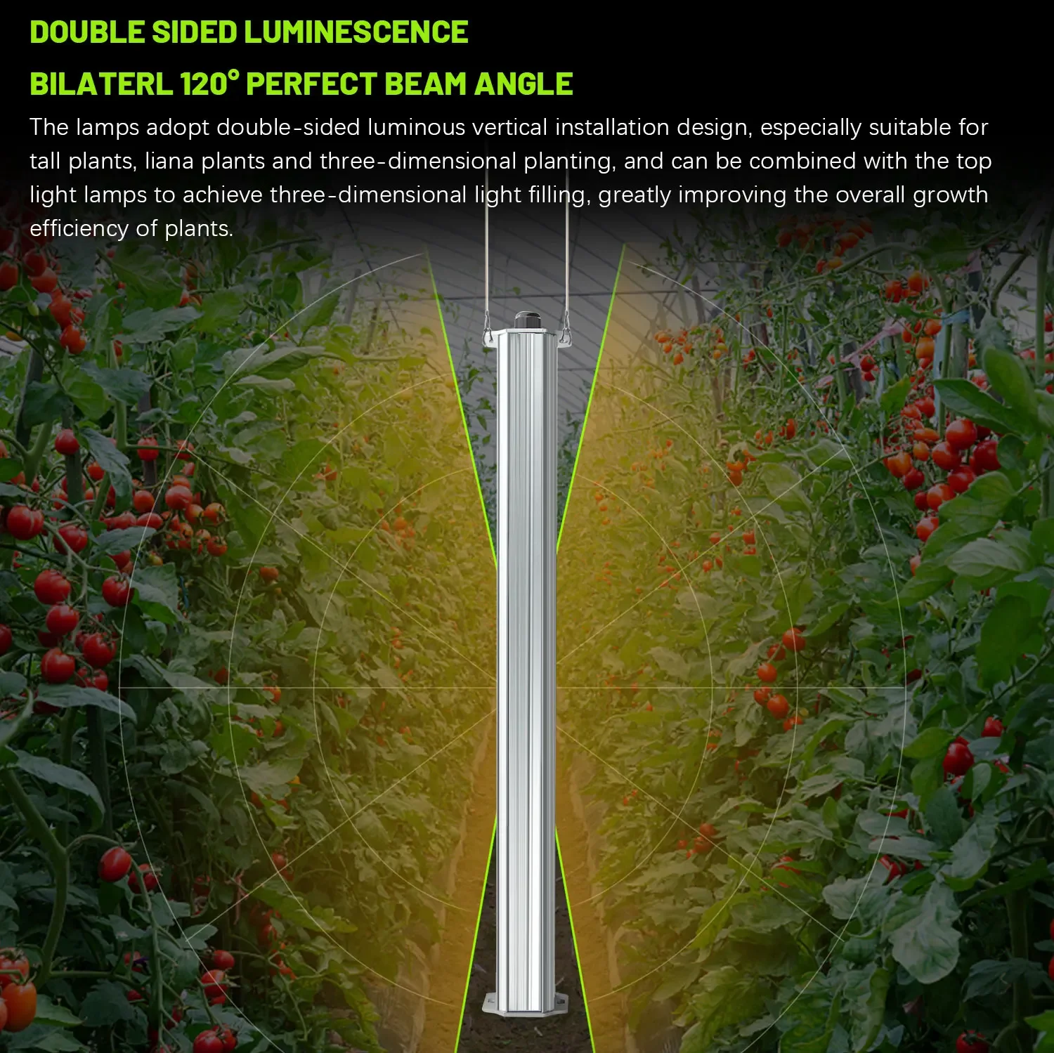 Agriculture Tomato Farming - 최고의 ETL 인증 플랜트 그린 월