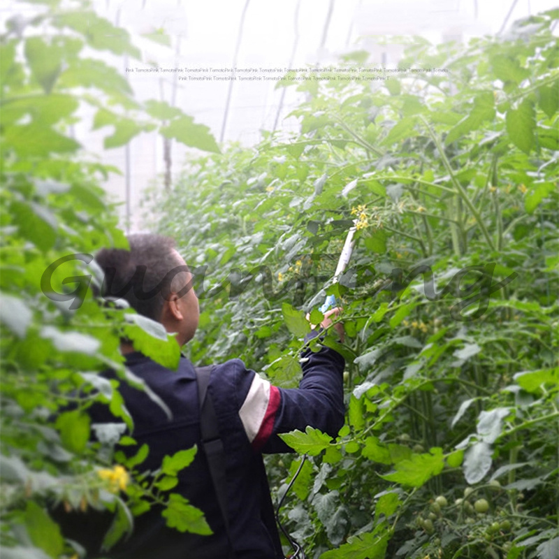 220V-50Hz 6A 전기 진동 꽃가루 살포기 휴대용 - Agriculture Tomato Farming 리뷰 및 가격