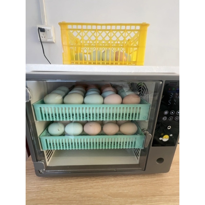 공장 직송 2026년형 완전 자동 디지털 지능형 소형  - Poultry Incubator 리뷰 및 가격
