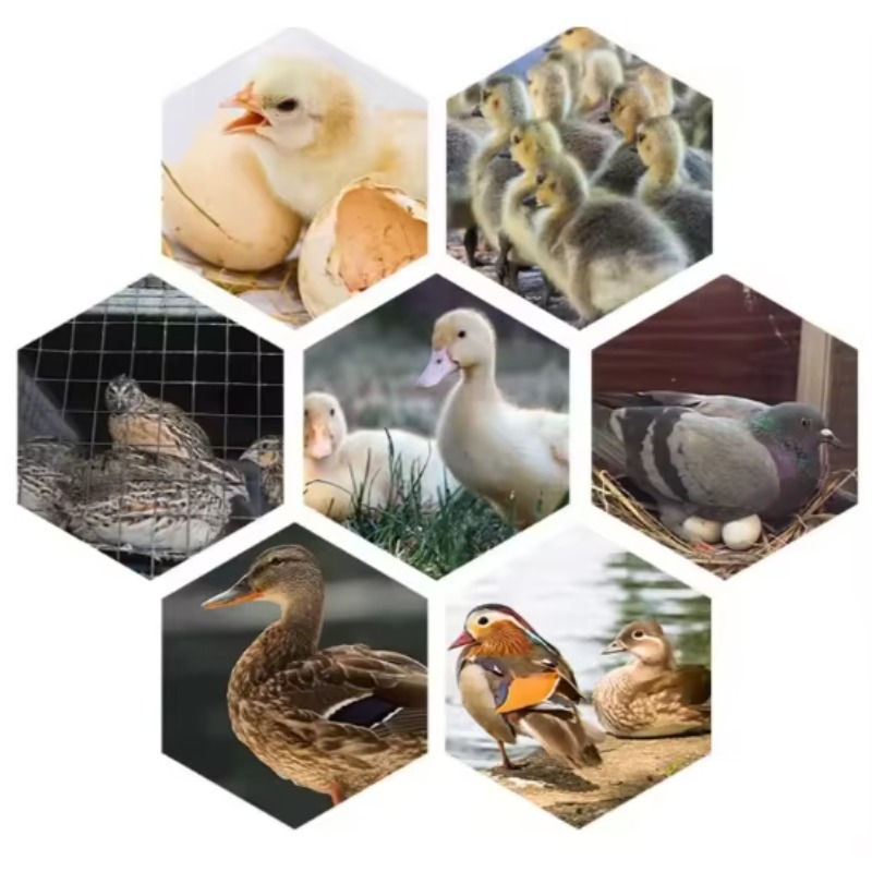 가금류 계란 부화기 태양열 계란 부화기 부화기계 500 - Poultry Incubator 리뷰 및 가격