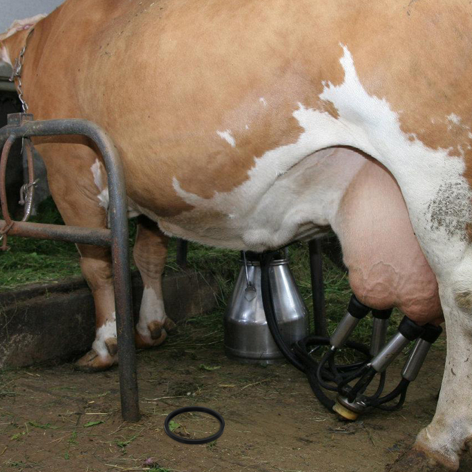착유기 액세서리 교체 가능한 우유병 뚜껑 밀봉 링 내구 - Milking Machine 리뷰 및 가격