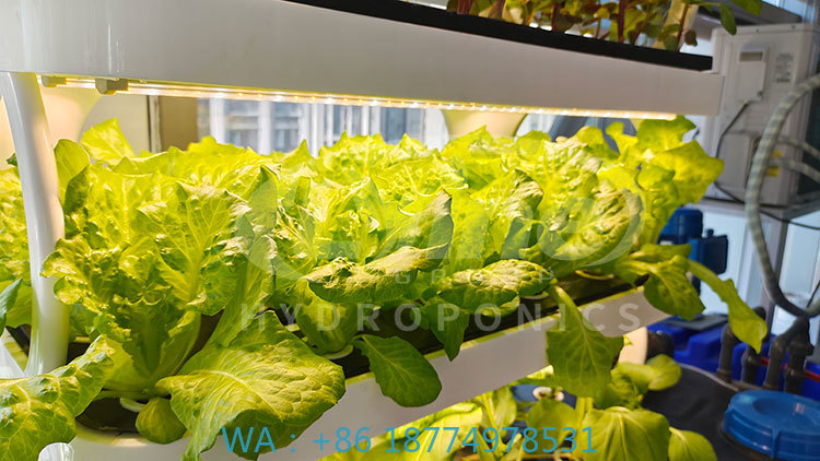 농업 기계로 채소, 상추 및 딸기 재배 수직 시스템 수 - Agriculture Farming Equipments 리뷰 및 가격